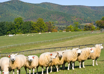 Border Springs Farm - Click for More Info