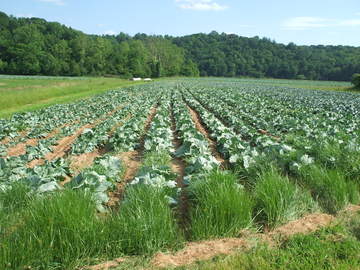 Cabbage Farming in Patrick County - Click for More Info